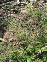 Clematis leptophylla