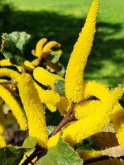 Acacia denticulosa