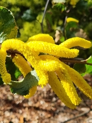 Acacia denticulosa