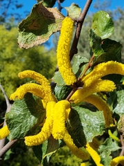 Acacia denticulosa