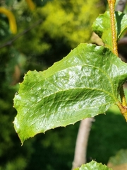 Acacia denticulosa