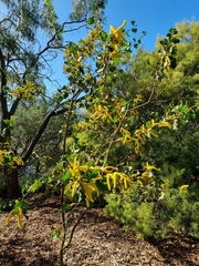 Acacia denticulosa