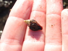 Ocenebrinae