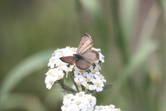 Tharsalea mariposa