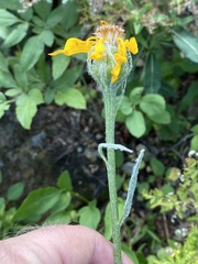 Senecio megacephalus