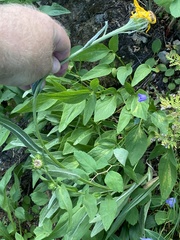 Senecio megacephalus