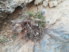 Echinops spinosissimus bithynicus