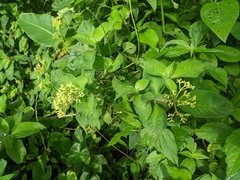 Rauvolfia tetraphylla