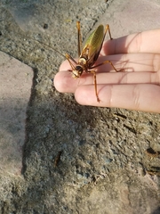 Pterophylla beltrani