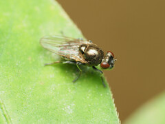 Parydra quadrituberculata