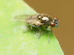 Parydra quadrituberculata