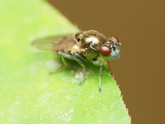 Parydra quadrituberculata