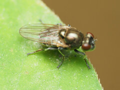 Parydra quadrituberculata