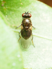 Parydra quadrituberculata