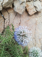 Echinops spinosissimus bithynicus