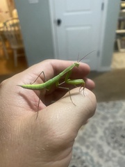 Mantis religiosa