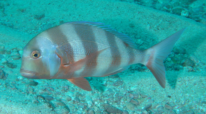 Englishman Seabream