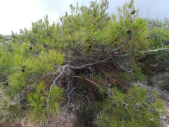Pinus