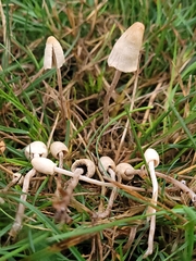 Panaeolopsis