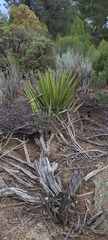 Yucca schidigera