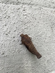 Oraesia emarginata