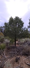 Pinus quadrifolia