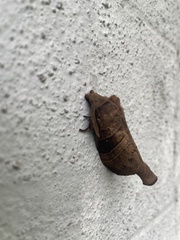 Oraesia emarginata