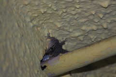 Phyllodactylus darwini