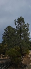 Pinus quadrifolia