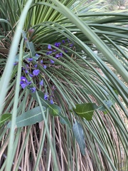 Hardenbergia