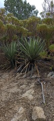 Yucca schidigera