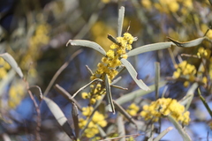 Acacia oswaldii