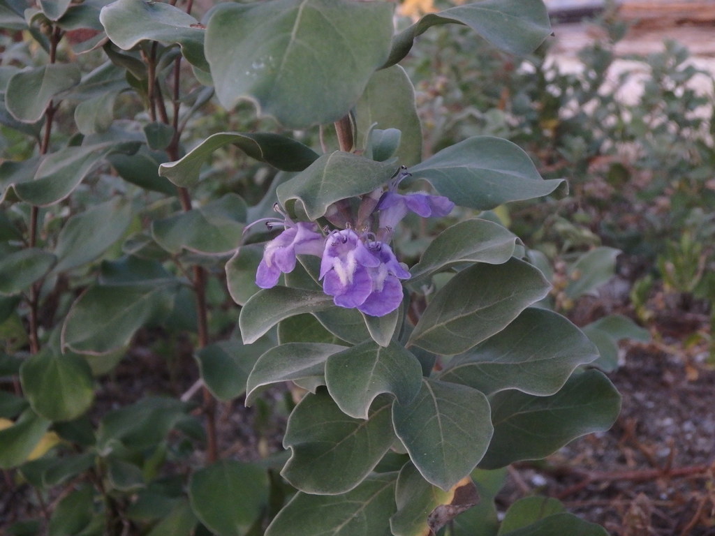 Beach Vitex from Mihara, Onomichi, Hiroshima, Seto - Naikai, Japan on ...