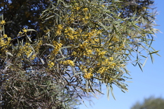 Acacia oswaldii