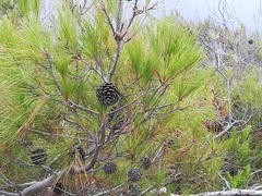 Pinus