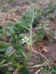 Solanum nitidibaccatum