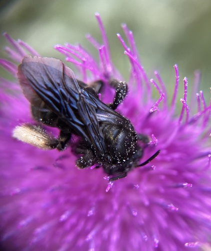 Eastern Thistle Longhorn Bee photo 5