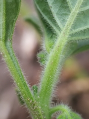 Solanum nitidibaccatum