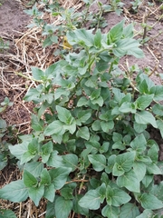 Solanum nitidibaccatum