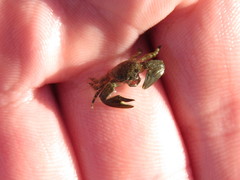 Petrolisthes cabrilloi