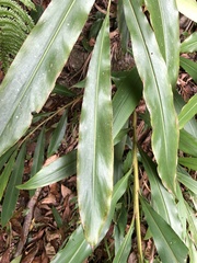 Alpinia sessiliflora