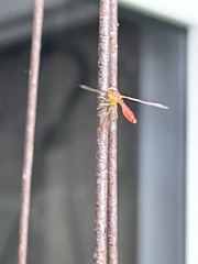 Victoriana parvicornis