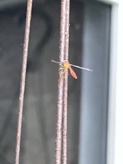 Victoriana parvicornis