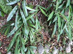 Alpinia sessiliflora