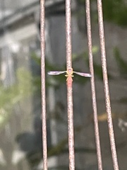 Victoriana parvicornis