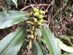 Alpinia sessiliflora