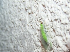 Chrysopodes collaris