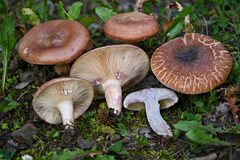 Lactarius montanus