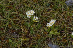 Primula egaliksensis