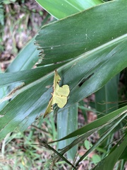 Corymica pryeri